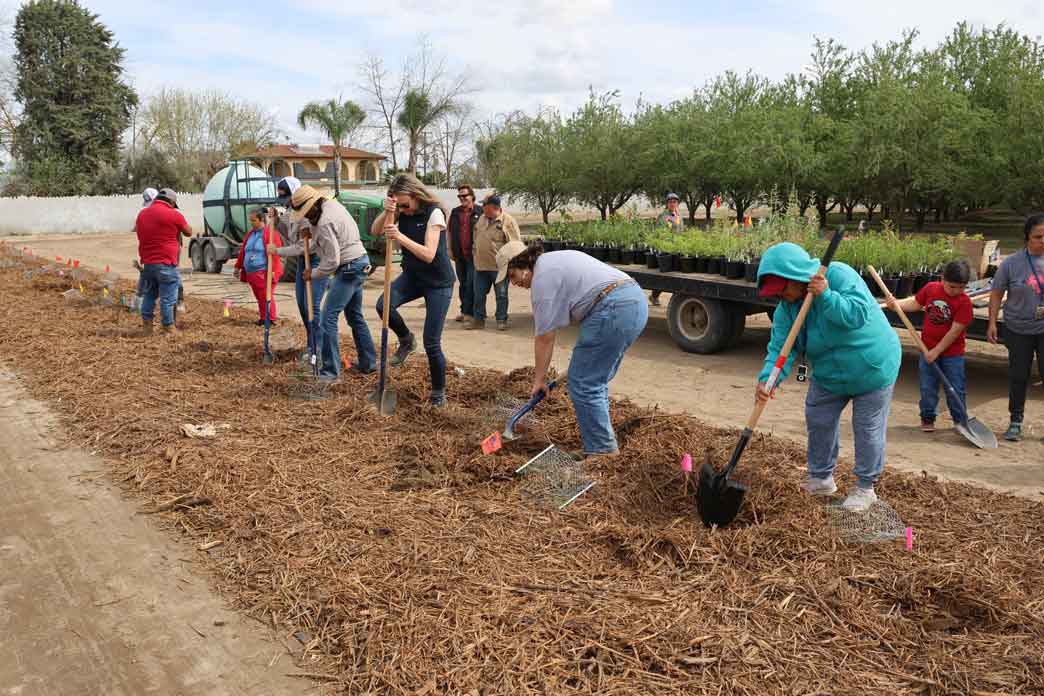 Orchard rows in the San Joaquin Valley