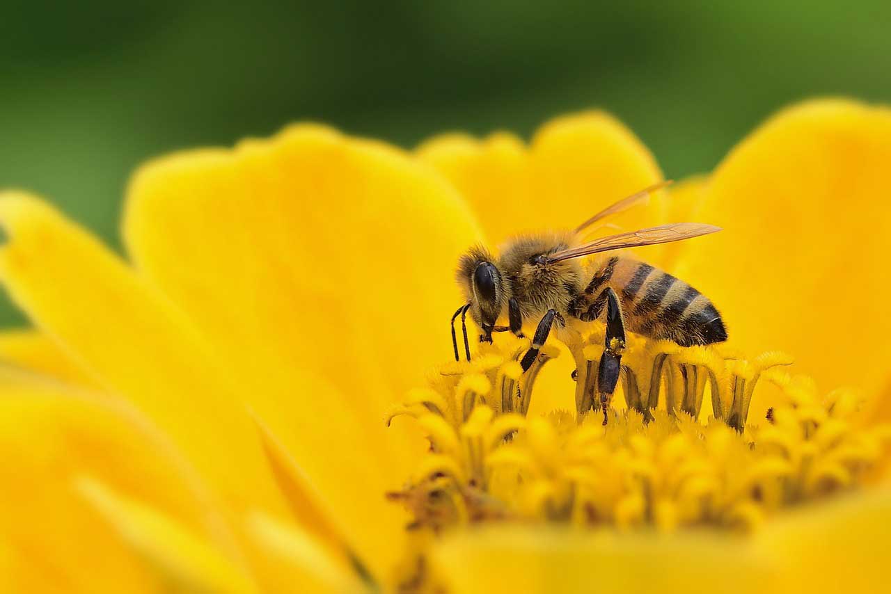 Bee pollinating a flower, CDFA Pollinator Plan Funding
