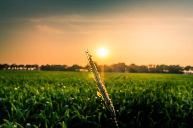 CDFA Pollinator Plan Funding