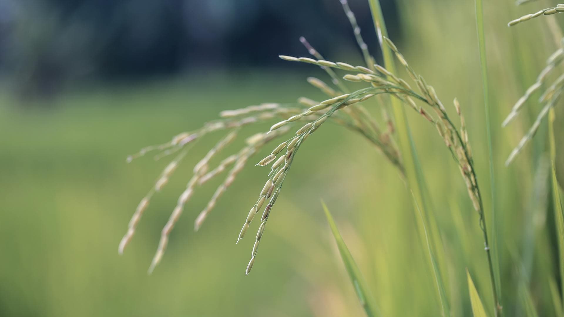 Cover Crop