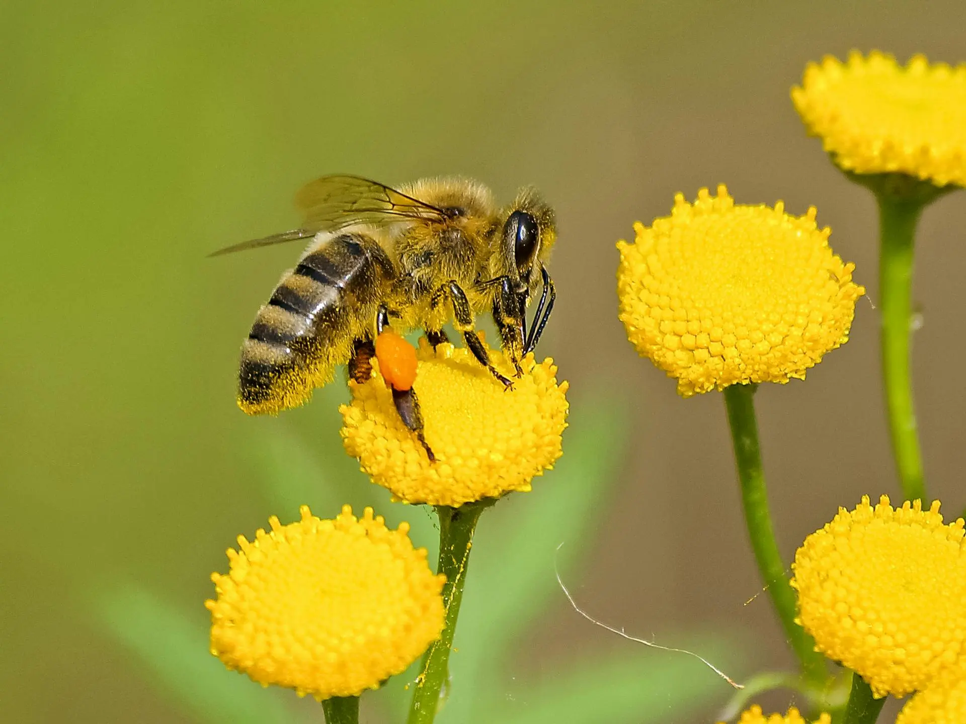 WCB Pollinator Program