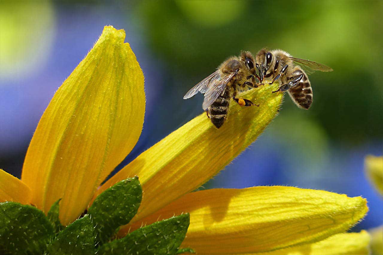 Seeds for Bees