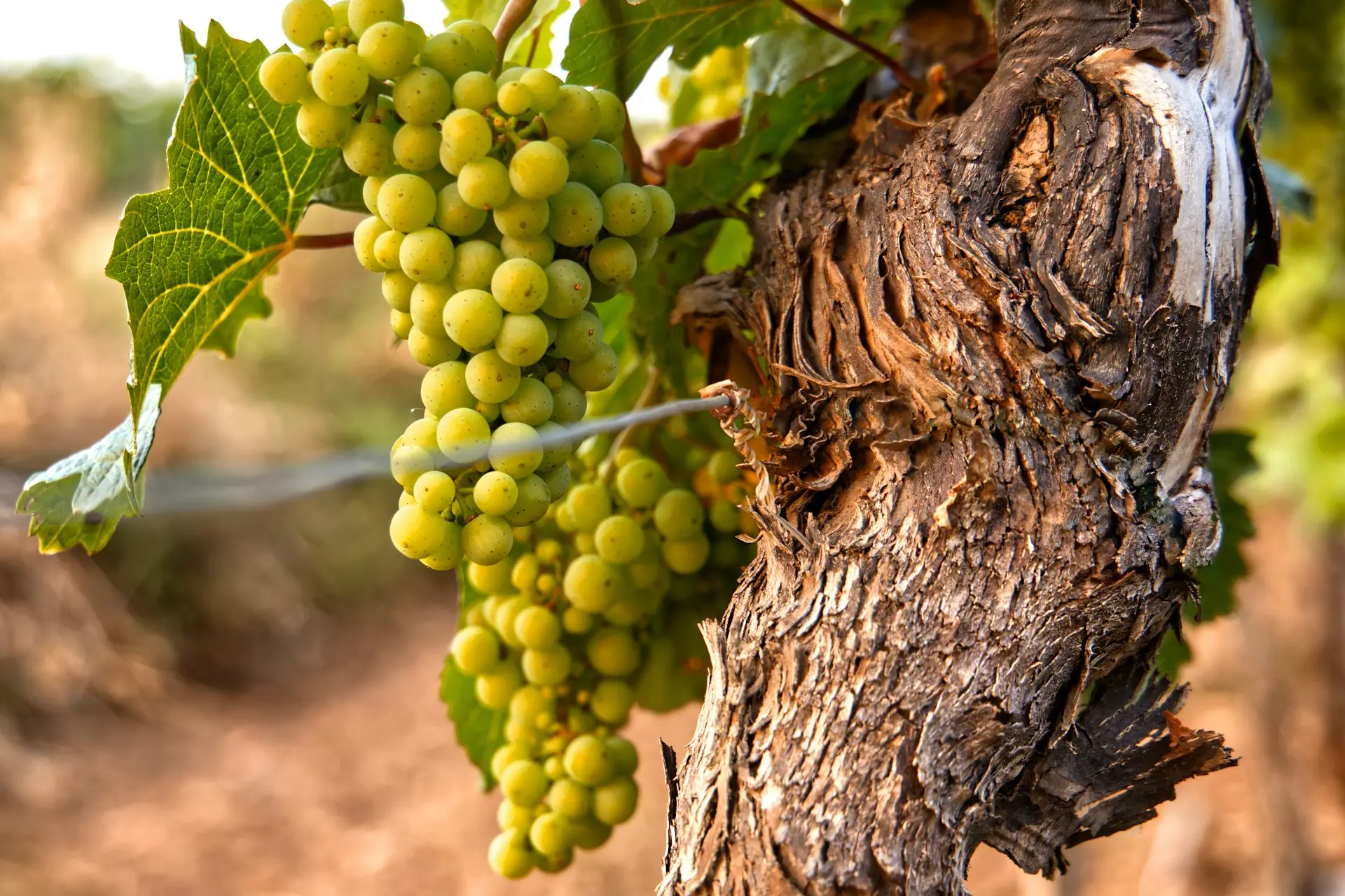 Grapevine in Madera County vineyard, agricultural heritage