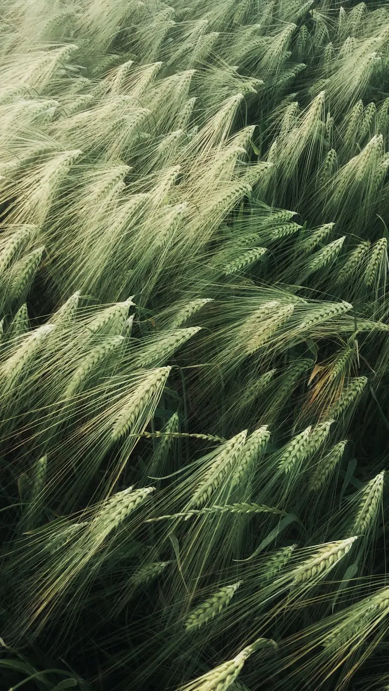 Green wheat field on a windy day