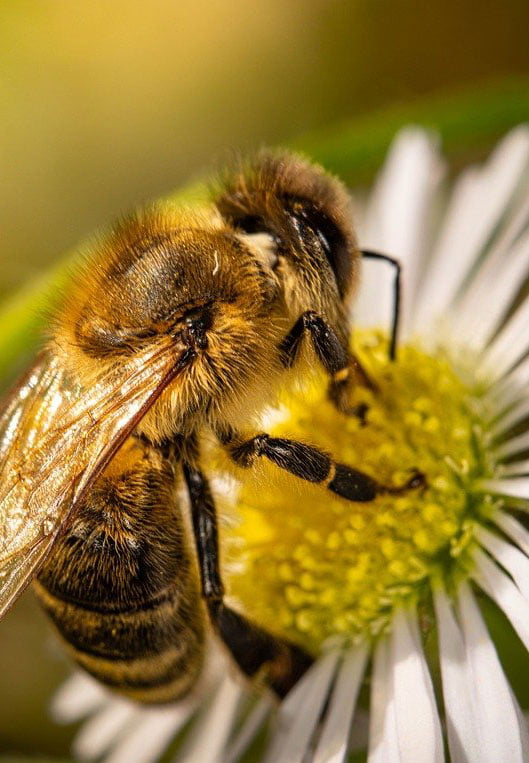 Nourishing Bees for Stronger Hives