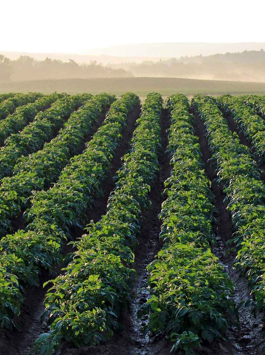 Strengthening Agricultural and Natural Systems