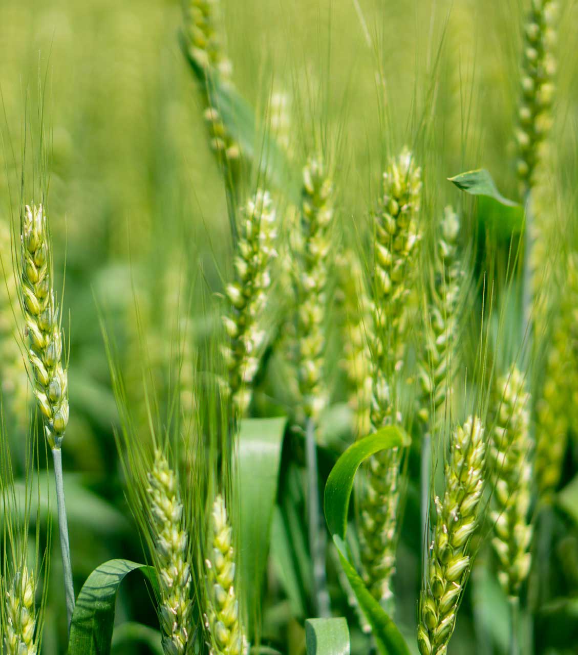 Participate in Workshops and Events